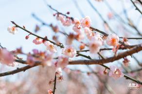 梅园梅花