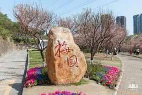 梅园梅花