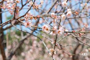 梅园梅花