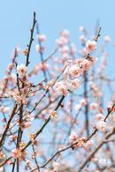 梅园梅花
