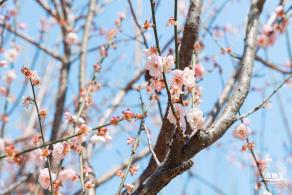 梅园梅花