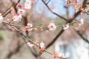 梅园梅花