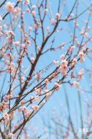 梅园梅花