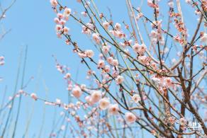梅园梅花