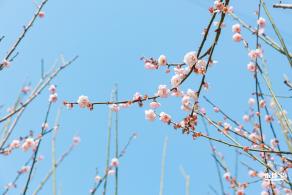梅园梅花