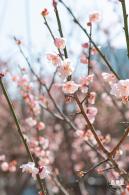 梅园梅花