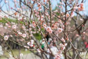 梅园梅花
