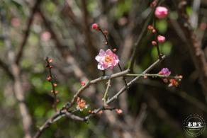梅园梅花