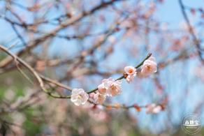 梅园梅花