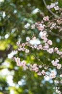 梅园梅花