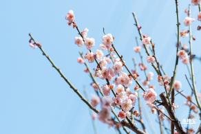梅园梅花