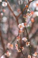 梅园梅花