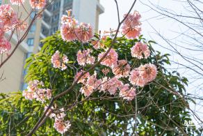 紫花风铃木