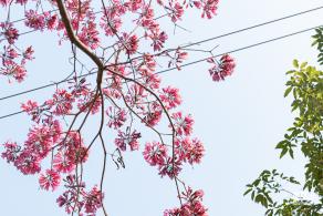 紫花风铃木