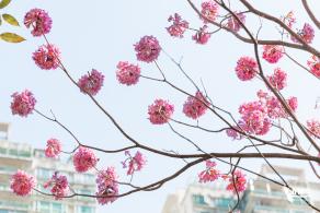紫花风铃木