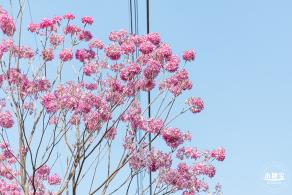 紫花风铃木