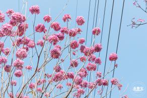 紫花风铃木