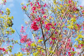 仙湖樱花
