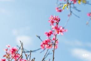仙湖樱花