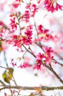 仙湖樱花