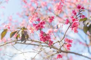 仙湖樱花