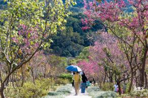 仙湖樱花