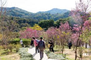 仙湖樱花