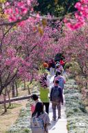 仙湖樱花
