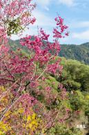 仙湖樱花