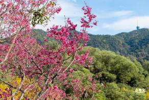 仙湖樱花