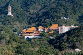 仙湖樱花