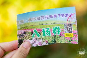甘坑都市田园花海