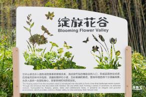 甘坑都市田园花海