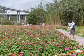 甘坑都市田园花海