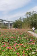 甘坑都市田园花海
