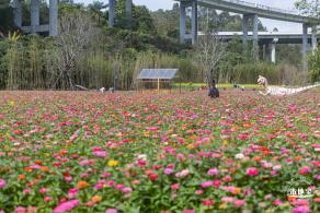 甘坑都市田园花海