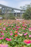 甘坑都市田园花海