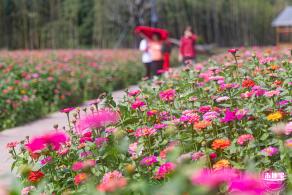 甘坑都市田园花海