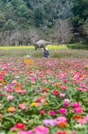 甘坑都市田园花海