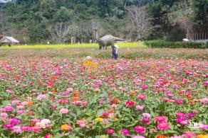 甘坑都市田园花海