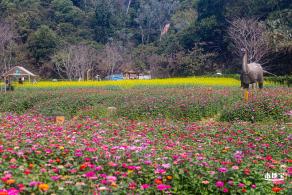 甘坑都市田园花海