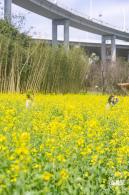 甘坑都市田园花海