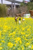 甘坑都市田园花海