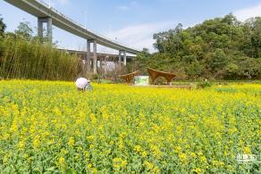 甘坑都市田园花海