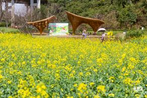 甘坑都市田园花海