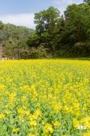 甘坑都市田园花海