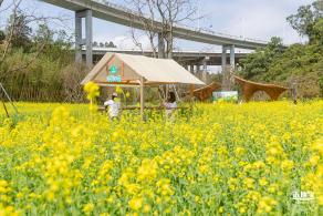 甘坑都市田园花海