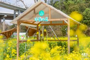甘坑都市田园花海