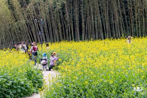 甘坑都市田园花海