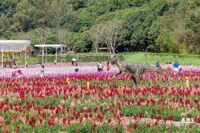 甘坑都市田园花海